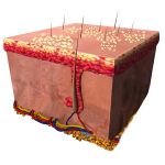 Sulla testa del bambino si sono formate delle croste bianco-giallastre