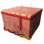 Dopo il risciacquo dell'emulsione con acqua tiepida la testa del bambino è di nuovo pulita, curata e di buon odore