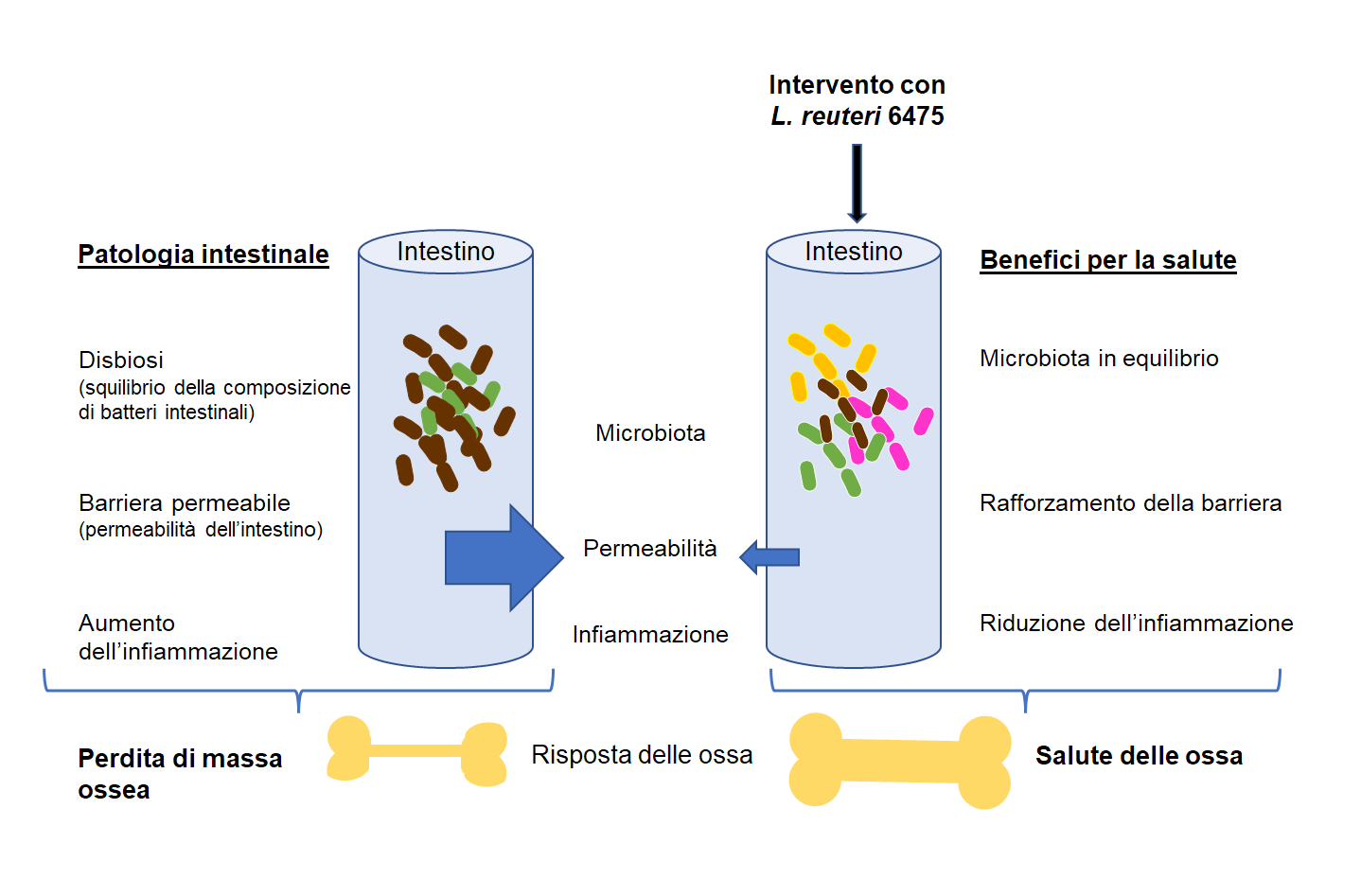 Correlazione tra permeabilità intestinale e perdita di massa ossea